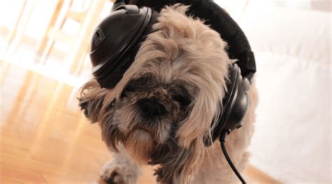 can dogs understand music? Do they have a musical sense?